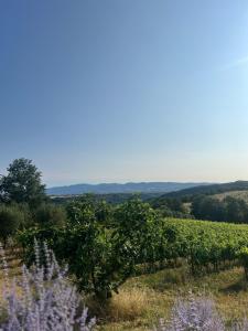 Una Scelta, more than just a room