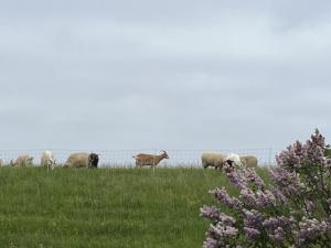 Robbenplate, Whng. 8