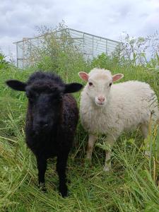 Mierki 66 Pokój Rodzinny 1