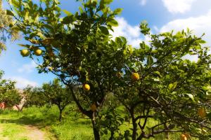 Agriturismo Aiolia al mare