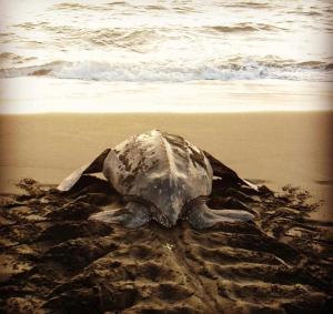 Cabaña los Termales