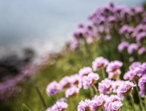 Studio, Escale GREEN