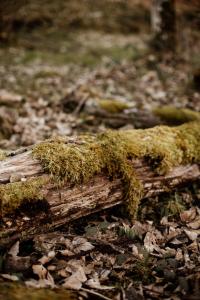 Chalets Le chalet de Nicolas - Your Nature Exclusive Retreat ! : photos des chambres
