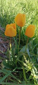 B&B / Chambres d'hotes Au Son des Aiguilles : photos des chambres