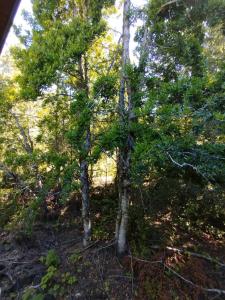 cabañas mañio melipeuco