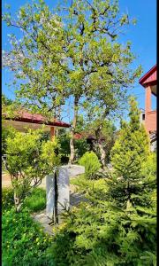 Kobuleti Green Corner