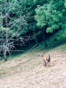 Reddish Deer House ::: Cadore Dolomiti