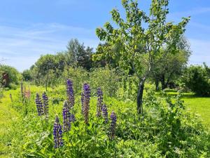 Charming Garden Cottage in Levide