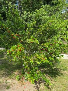 Sítio Bom Dia - Casa de Temporada com Piscina, Churrasqueira e Natureza em Saquarema