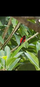 Espinosa Alvinio Dolega