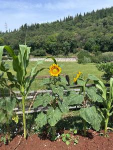 La Pace del Brolo dello Agnellino