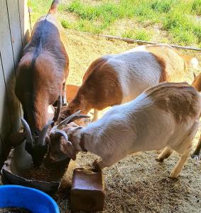 Cozy Cabin, near Mosier and Hood River