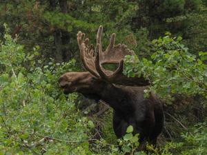 4 star holiday home in BRÅLANDA