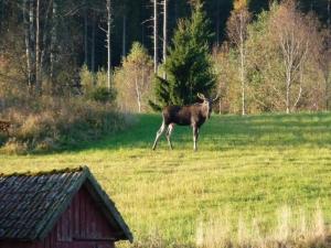 Peaceful Red House in Scenic Dalsland
