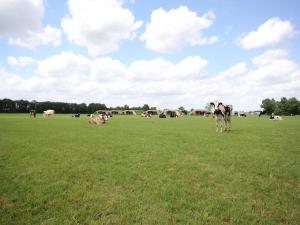 Apartment in Netherlands with Scenic Meadows