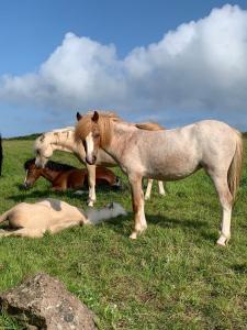 Raymond House Guest House Penally