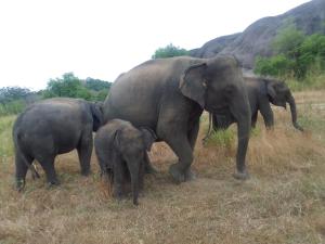 sigiriya village home stay