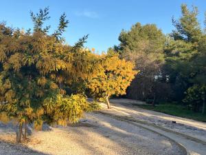 Appartements Home dans la pinede pour 4 personnes : photos des chambres