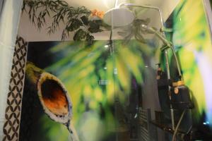 Appartements Jungle Spa - Cocon tropical et depaysant avec balneo en plein coeur de Pezenas ! : photos des chambres