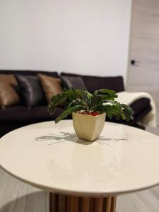 Beautiful City & Volcano Views