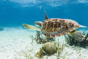 Tranquility Bay Resort