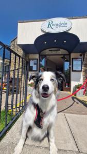 Small Twin Room - 1st Floor - no lift - Dog Friendly  room in The Ransdale Hotel