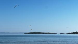 Summer Mood, Forest Feeling in Sozopol