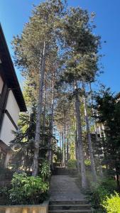 Summer Mood, Forest Feeling in Sozopol