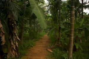 Roots and rambutan gokarna
