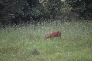 Domek Mobilny w Górach Sokolich
