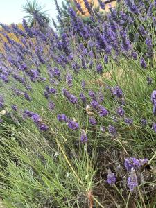 2-room apartment with garden in Sanary-sur-Mer, Beaucours