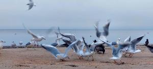 Sea nest - 3hvězdičkové hotely ve městě Jūrmala