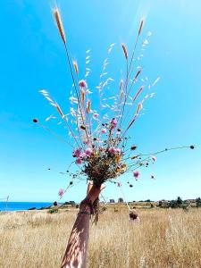 Каравана Робинзон Крузо