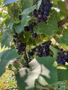 Maria's Orchard Cottage - Nature Retreat in Slovenia 