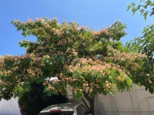 Appartements Les Hirondelles : photos des chambres