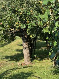 Maria's Orchard Cottage - Nature Retreat in Slovenia 