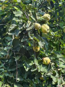 Marias Orchard Cottage - Nature Retreat in Slovenia