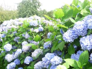 B&B / Chambres d'hotes Le CLOS D-ETRETAT : photos des chambres
