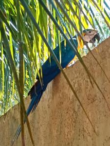 Pousada Rancho as margens do Rio Paraná com 3 suites e vista para o rio , excelente para pescaria