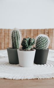 Maison de Village - 56 m2 - Valensole