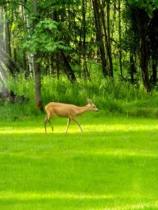 Willa Na Pstrążnicy
