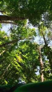 Baumzelt mitten im Wald bis 180kg