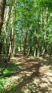 Baumzelt mitten im Wald bis 180kg