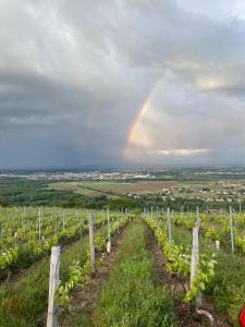 Mon rêve de garçon - Cabanes connectées à la nature