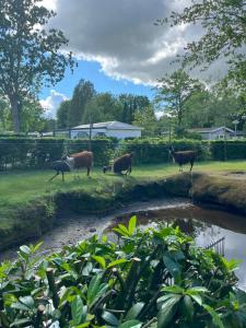 Ferienhaus 4 Personen bei Giethoorn, Chalet in Holland