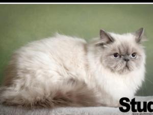 Lila rummet - Rum i familjärt boende, 1 tr upp - Sängkläder och handdukar ingår