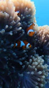 Pondok Shindu Guest House