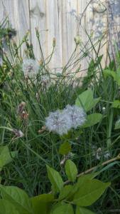 Tranquil Retreat -short walk to Train Station