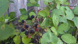 Tranquil Retreat -short walk to Train Station