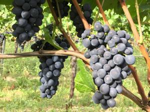 Ferien- Und Winzerhof Simon